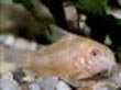 Albino Corydoras Catfish 